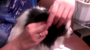 Как почистить уши собаке от ушных пробок.