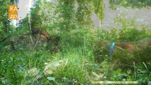 Видео обзор фотоловушки Филин 120
