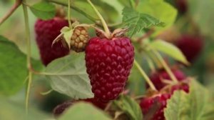 Садовый центр Любимый Сад г.Нижний Новгород