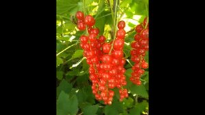 Мулка - рекордсмен по длине кисти среди красной смородины