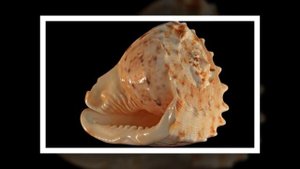 морские раковины