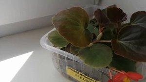 Выращивание бегонии вечноцветущей "Радуга"