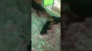 Притравка норных собак в домашних условиях.