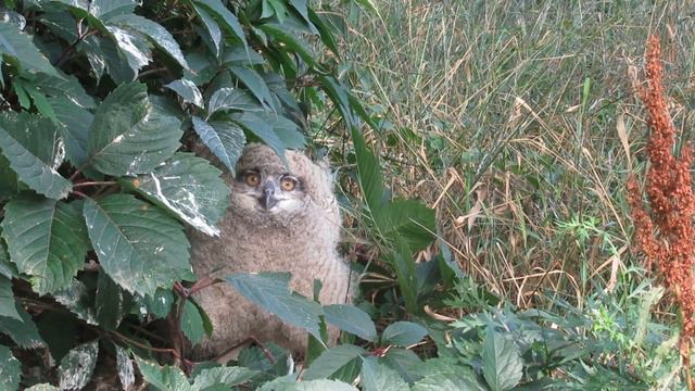 №3814 29 07 2023 Филины смотреть онлайн