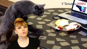 Почему Ваша КОШКА начала пакостить? Что делать если кошка начала шкодничать?