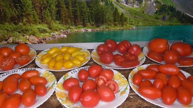 КАКОЙ ИХ ТРЕХ ТОМАТОВ ВЫБРАТЬ? Ольга Чернова.