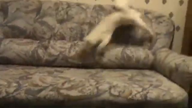 Американский керл играет смотреть онлайн