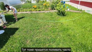 Как в жару сохранить газон без частого полива. Самый простой способ.