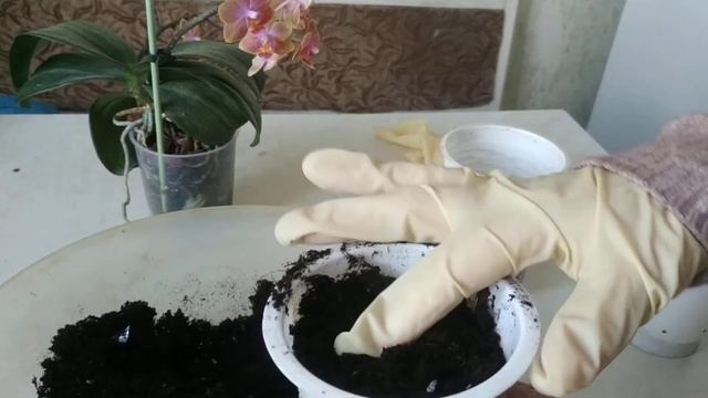 Экзотика на подоконнике.Посев мурайи и гликосмиса. смотреть онлайн