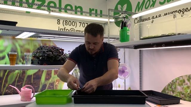 Амарант красный - как вырастить идеальную микрозелень?