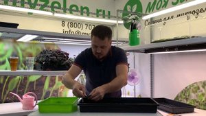 Амарант красный - как вырастить идеальную микрозелень?