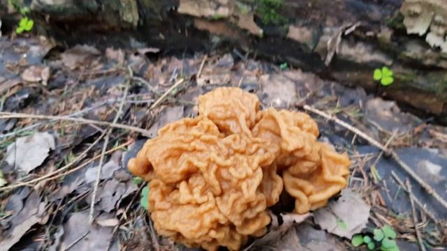 Строчек Гигантский невероятных размеров!!! Incredibly large Gyromitra gigas mushroom.