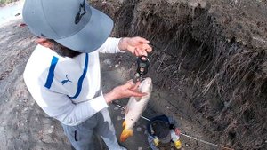 Рыбалка на Сазана река Терек - Трофей согнул крючок