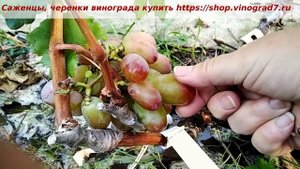 Виноград Озорник раннего срока созревания,  на весенней прививке. Пузенко Наталья Лариасовна