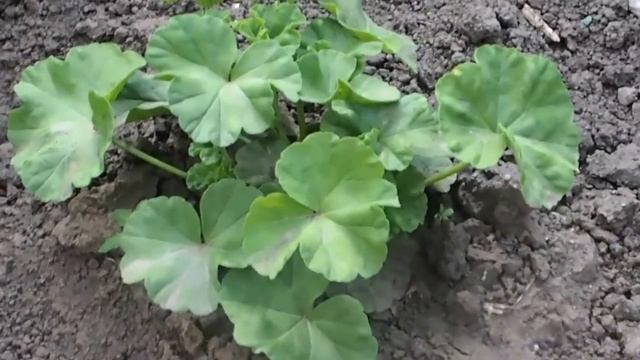 Дача. Заморозка малины. Как красиво заморозить малину?