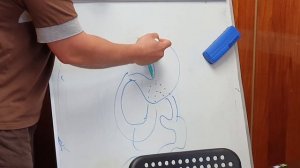как проходит 12 ти перстная кишка и в чем смысл связки трейца