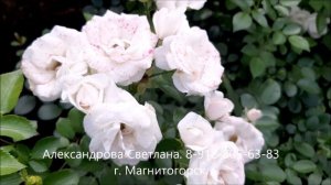 Роза Аспирин! Сентябрь. Пойду, по саду погуляю!