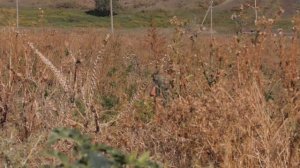 В Лабинском районе ведётся борьба с наркосодержащими растениями