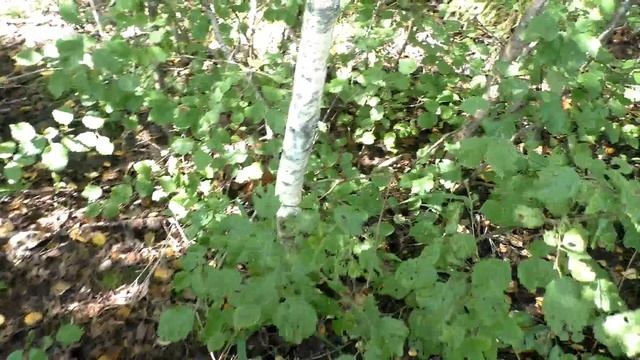 Эп. 017. Лавина белых чуть севернее Ярославля. Как защититься от лосиной мухи 20. 08. 19. смотреть онлайн