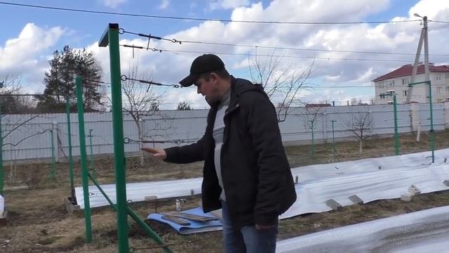 Виноград.Шпалерная  опора для винограда своими руками .