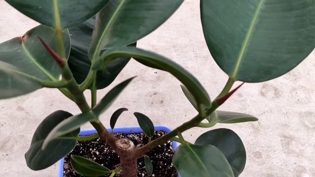 Фикус каучуконосный  (Ficus elastica) .Обзор после омоложения спустя 4 месяца . размножение.