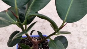 Фикус каучуконосный  (Ficus elastica) .Обзор после омоложения спустя 4 месяца . размножение.