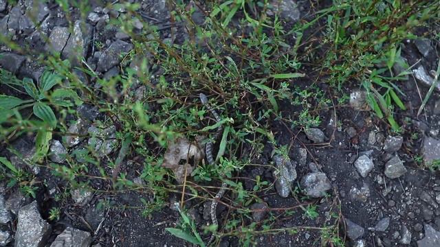 Маленький - Little snake - Щитомордник - прогулка к морю - 2 сентября - 2022 - Осень - Canon 80 D - смотреть онлайн