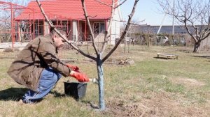 СРОЧНО обработайте "ЭТИМ" плодовые Деревья Весной! ?