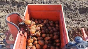 МОТОБЛОК МТЗ БЕЛАРУС | ВСПАШКА ПЛУГОМ | ПОСАДКА КАРТОФЕЛЯ | ОКУЧИВАНИЕ