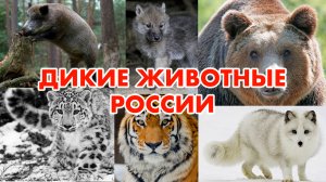 Дикие животные России | Развивающий ролик для детей о животных | Слайд-шоу (HD)