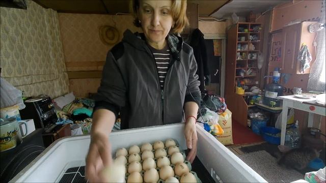 Инкубация бройлеров. Инкубатор Несушка. смотреть онлайн