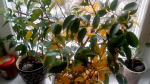 Бонсай Фикус бенджамина. Желтые листья после пересадки