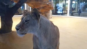 #Влог Казанский зоопарк?????? 01.01.2022