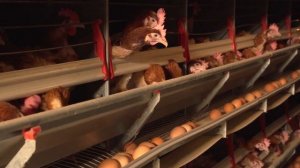 Группа компаний Лето | Яйцо куриное, ООО Птицефабрика, Яйцо столовое, Яичные продукты