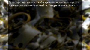 Польза морской капусты. Польза и вред ламинарии для организма. Противопоказания.