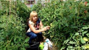 ЧЕМ ПОДКОРМИТЬ ТОМАТЫ, ЧТОБЫ УВЕЛИЧИТЬ УРОЖАЙ! Советы от ЗЕЛЕНОГО ОГОРОДА!