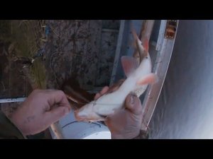 07.06.19. \ ВЕЧЕРНЯЯ ПРОВЕРКА ПРОДОЛЬНИКОВ \ КЛЮЁТ