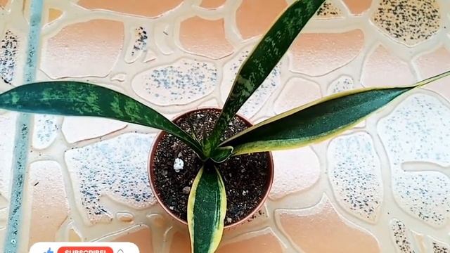 Пересадка детки Сансевиерии Лауренти (Sansevieria Laurenti) смотреть онлайн