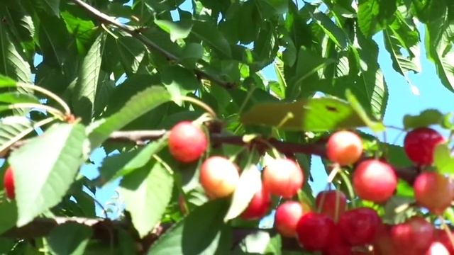 моя черешня, июнь 2016 г. смотреть онлайн