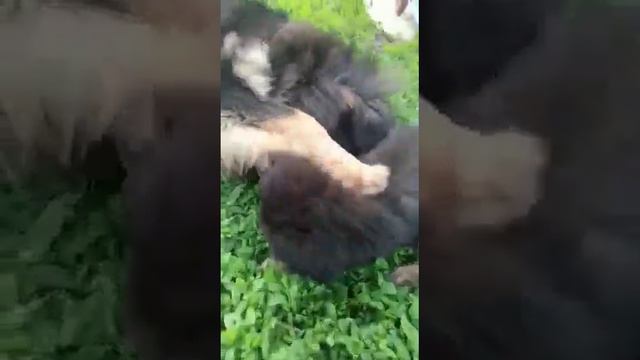 Банхар ребенок с родителями смотреть онлайн