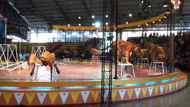Шоу тигров в Тигрином зоопарке