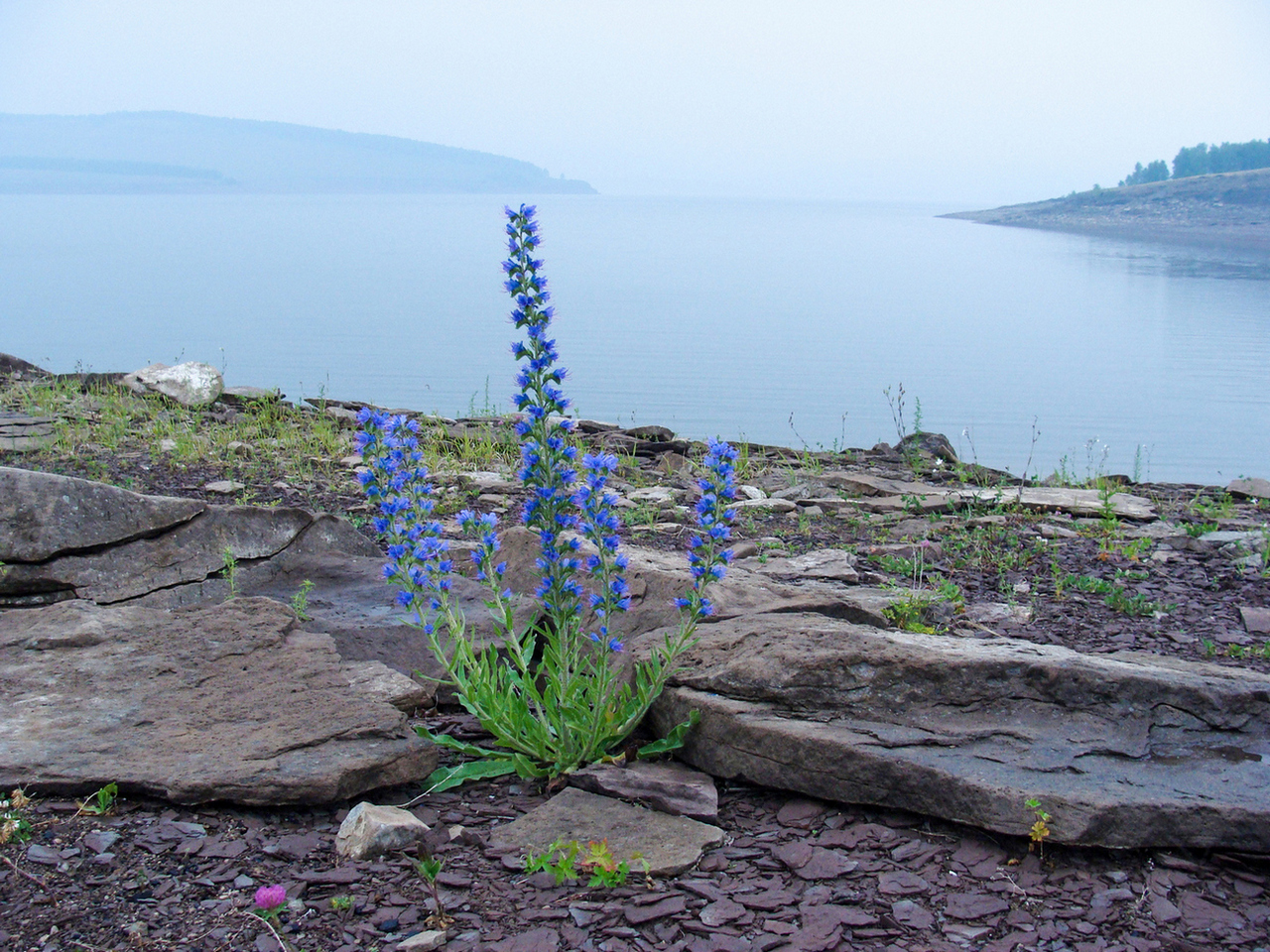 Sea siberia