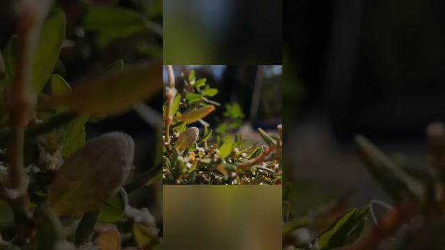 Мои фото сделала сама📱📸📷 смотреть онлайн