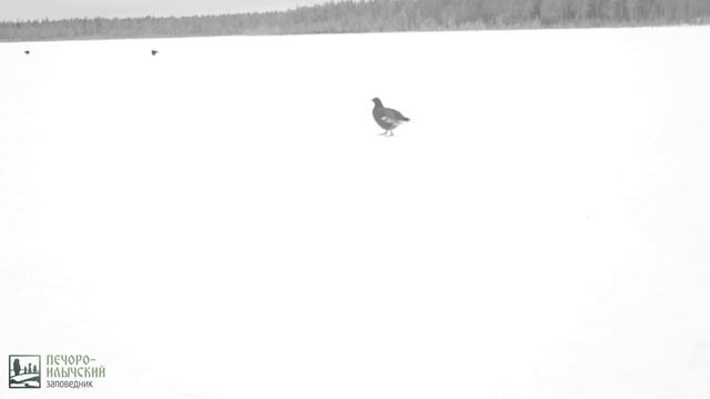 Самец тетерева идёт на ток фотоловушка Печоро-Илычского заповедника