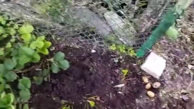 Как я. осенью обрабатываю клубнику. смотреть онлайн