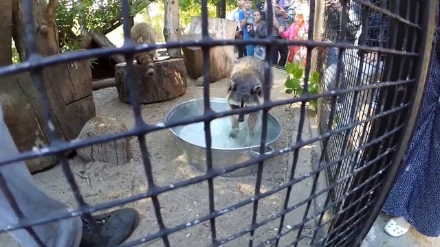 Ленинградский зоопарк. Лето 2015 смотреть онлайн