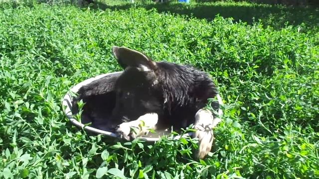 ЛЕТО. ЖАРА. (щенок вео "из РУССКОГО КНЯЖЕСТВА" смотреть онлайн