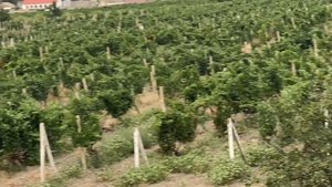 Виноградники в Крыму.