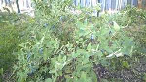 Жимолость "Синеглазка" и "Бакчарский великан". Первая ягода. Посадите - не пожалеете.