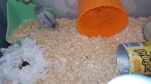 Как приучить хомяка к туалету? У Дейзи теперь туалет.